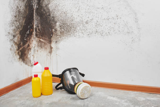 Best Toxic Mold Removal  in Pinehurst, ID