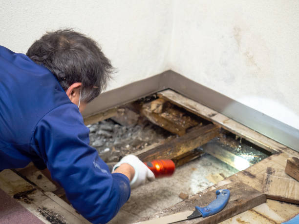 Best Home Mold Removal  in Pinehurst, ID