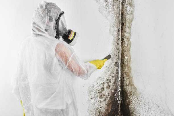 Mold Removal Process in Pinehurst, ID
