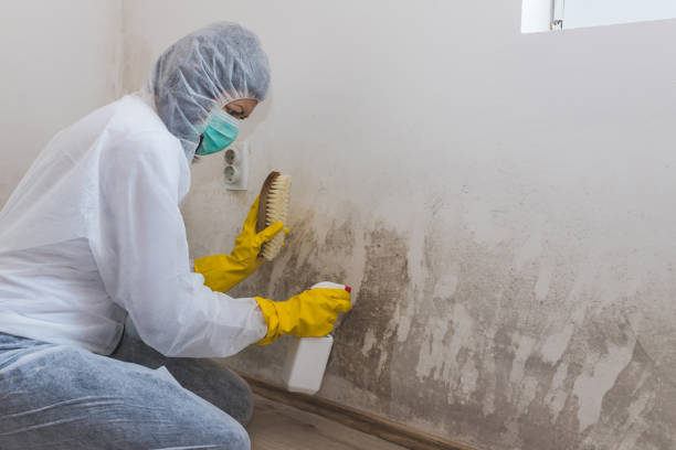Best Mold Testing  in Pinehurst, ID