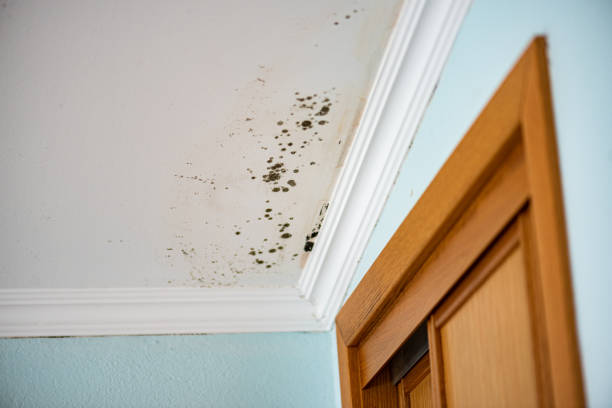 Best Mold Cleaning Services  in Pinehurst, ID