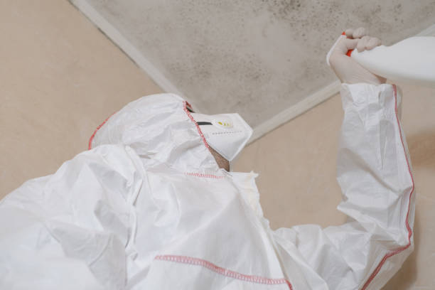Best Mold Testing  in Pinehurst, ID