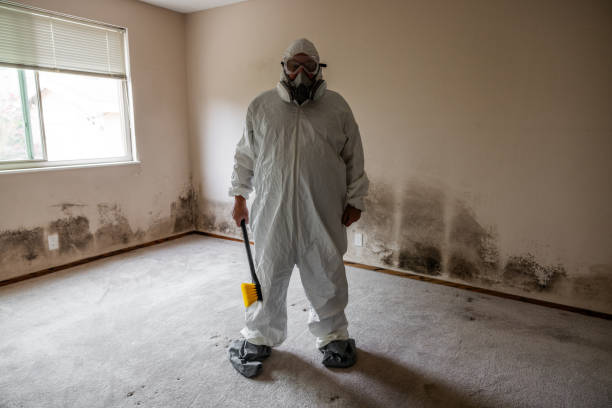 Best Office Mold Removal Services  in Pinehurst, ID