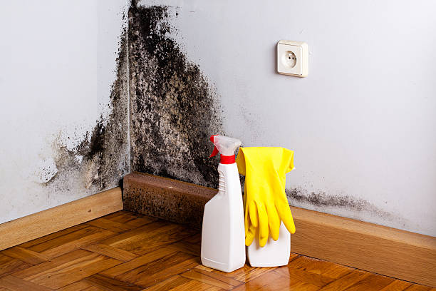 Best Mold Removal Company Near Me  in Pinehurst, ID